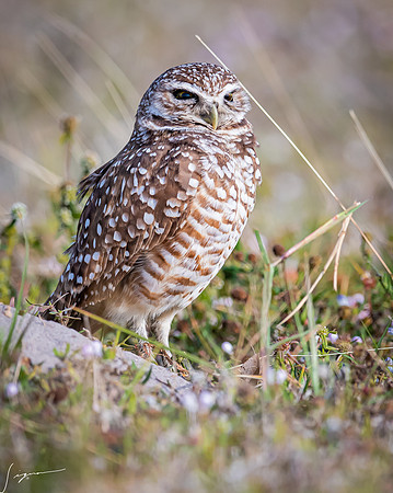 CapeCoralBurrowingOwl20190403_0795