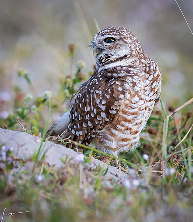 CapeCoralBurrowingOwl20190403_0808