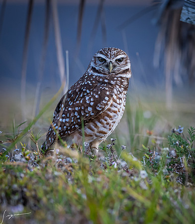 CapeCoralBurrowingOwl20190403_0823