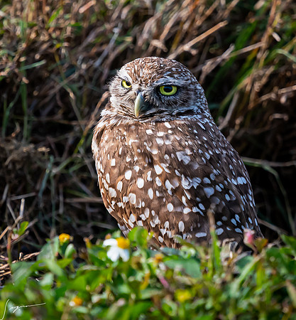 CapeCoralBurrowingOwl20190403_0885