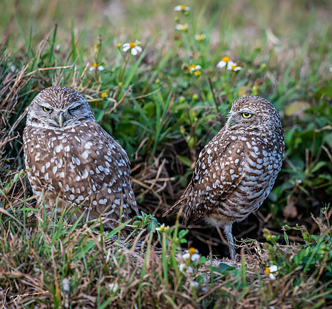 CapeCoralBurrowingOwl20190403_0922