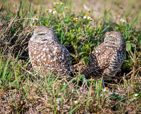 CapeCoralBurrowingOwl20190403_1035