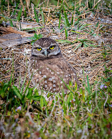 CapeCoralBurrowingOwl20190403_1173