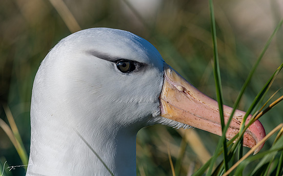 Black-browed Albatross FalklandIslandsWestPointIsland20200316_0406
