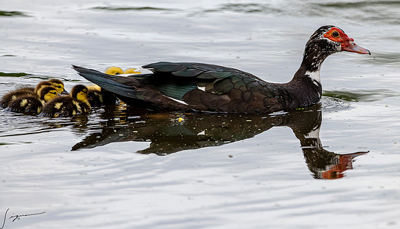 MuscovyDuckNorthLakesNestingArea20190408_0865
