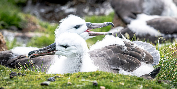 Black-browed Albatross FalklandIslandsSaundersIsland20200315_0448