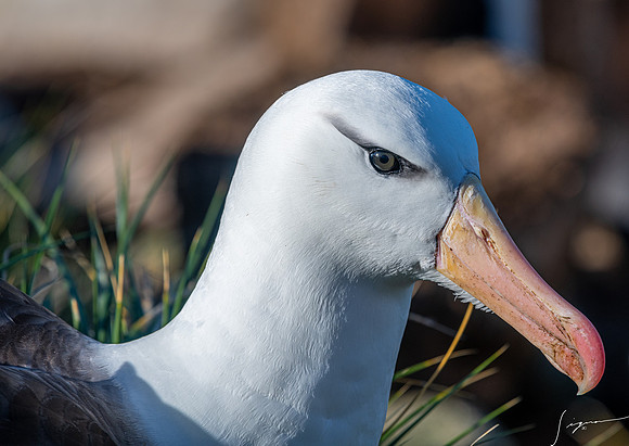 Black-browed Albatross FalklandIslandsWestPointIsland20200316_0500
