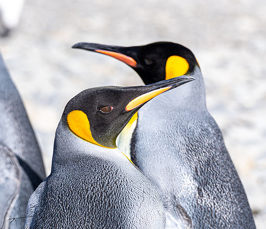 King Penguin SouthGeorgiaFortunaBay20200311_0887
