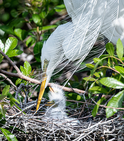VeniceRookery20190401_1520
