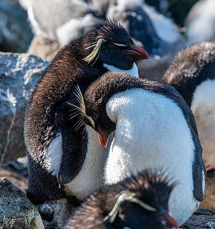 Rockhopper Penguin FalklandIslandsWestPointIsland20200316_0066