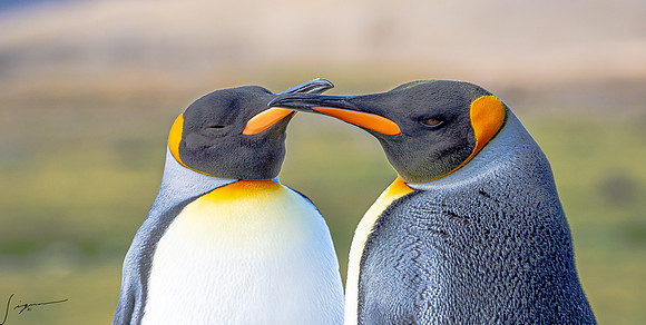 King Penguin SouthGeorgiaFortunaBay20200311_0256