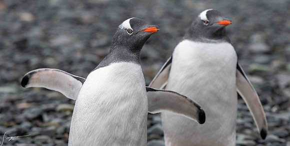 Gentoo Penguin YankeeHarbor20200304_0057