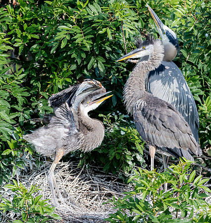 VeniceRookery20190401_0523
