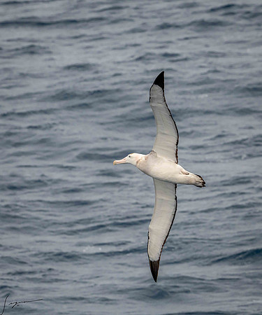 Wandering Albatross AtlanticOcean20200312_0307
