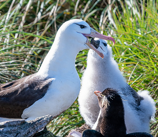 Black-browed Albatross FalklandIslandsWestPointIsland20200316_0255