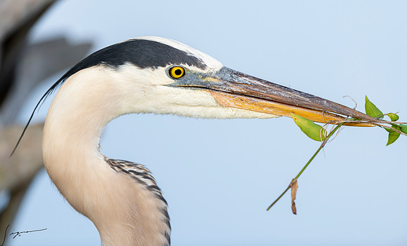 GreatBlueHeronVeniceRookery20190401_0271