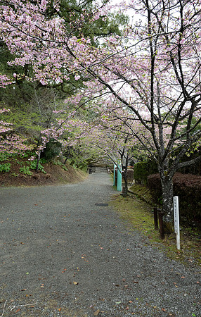 20250304AburatsuJapan_0142