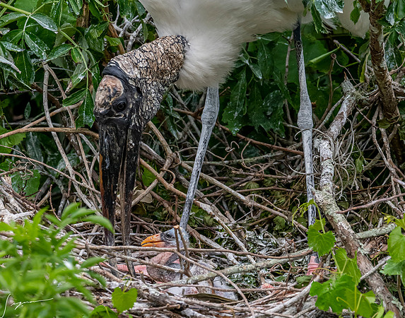 NorthLakesNestingArea20190408_0419