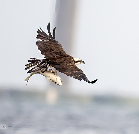 FtDesoto20240110_0446-Edit