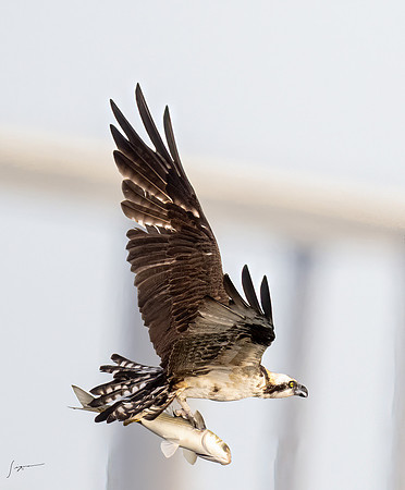 FtDesoto20240110_0448-Edit