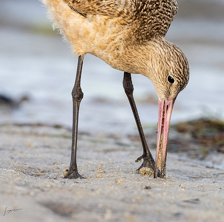FtDesoto20240110_0477