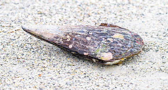 FtDesoto20240111_1046-Edit
