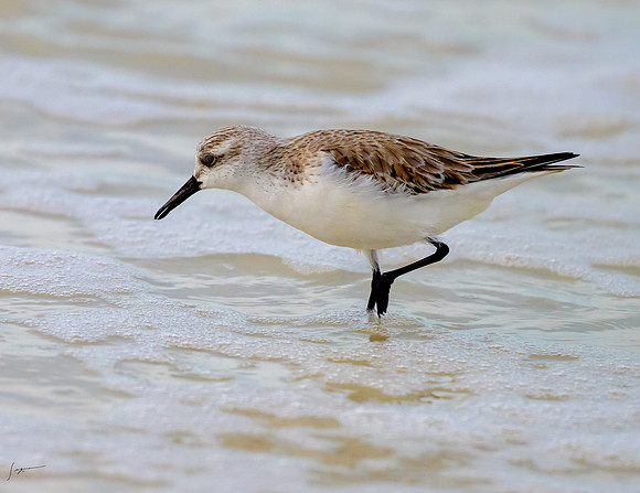 FtDesoto20240111_1230-Edit