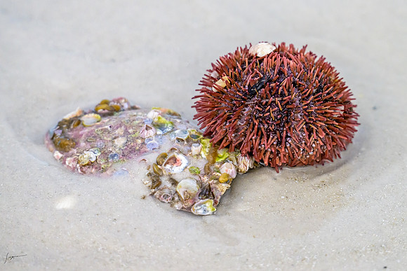 FtDesoto20240111_1335-Edit