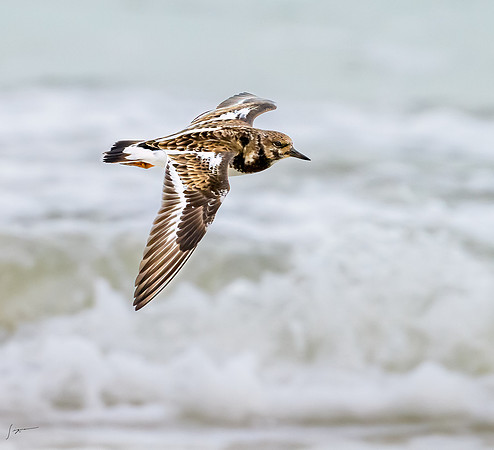 FtDesoto20240111_1889-Edit
