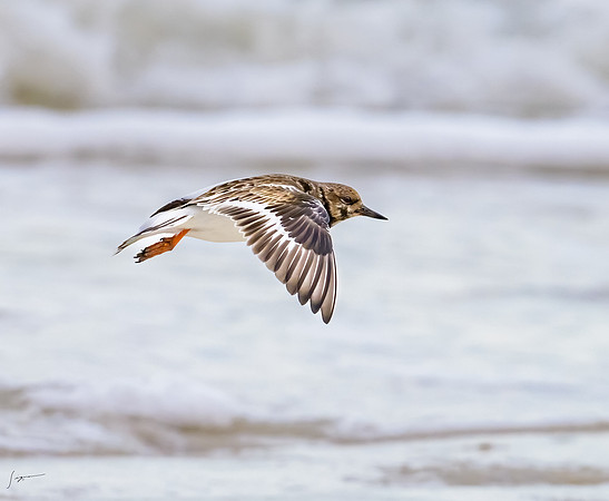 FtDesoto20240111_1901-Edit