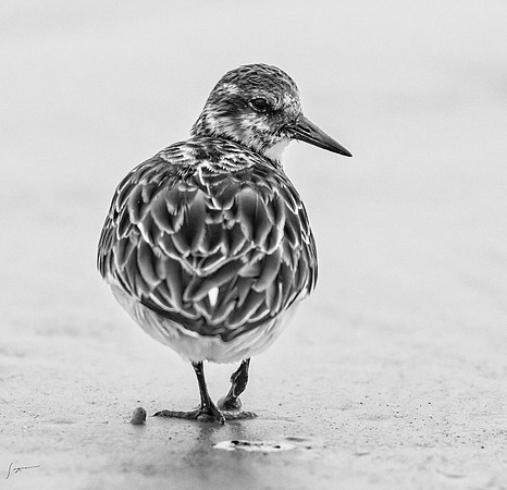 FtDesoto20240111_2679-Edit-Edit