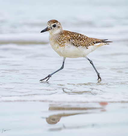 FtDesoto20240111_2795-Edit