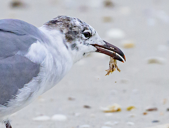 FtDesoto20240111_2901
