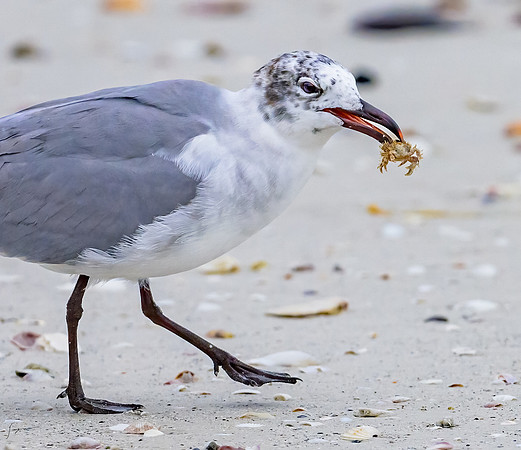 FtDesoto20240111_2904-Edit
