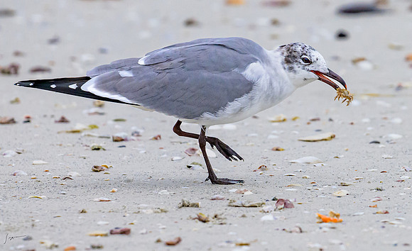 FtDesoto20240111_2903-2