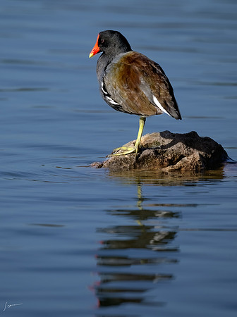 Common Moorhen20240110_LakeMortonFL20240110_5584-Edit