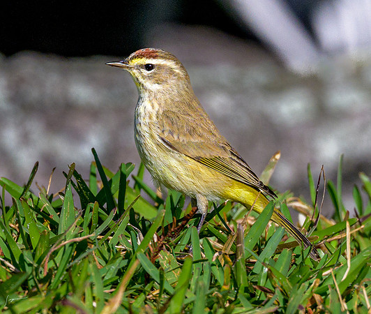 PalmWarbler20240110_0927