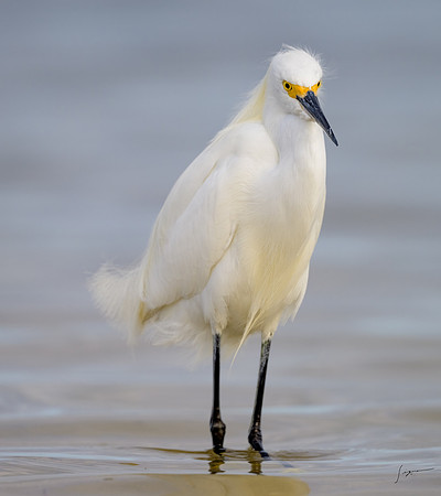 Great Egret20240110_1504-Edit