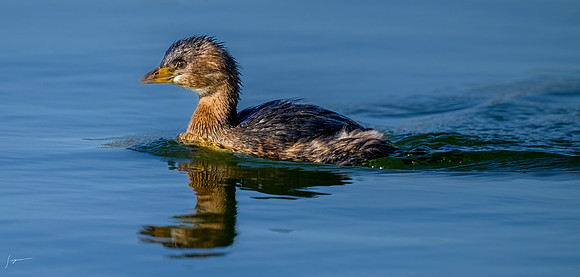 Pied-billed grebe20240110_1077-Edit