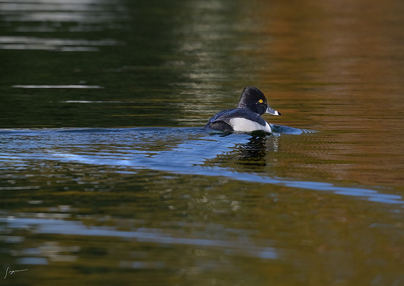 Ring-neckedDuck20240110_8294-Edit