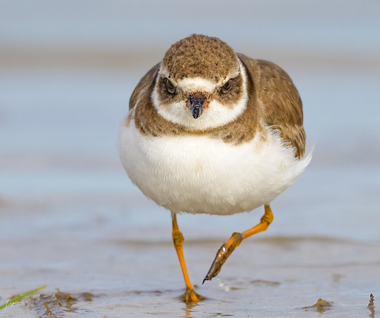 Semipalmated Plover20240110_1362-Edit