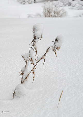 _Z8C5921_0086