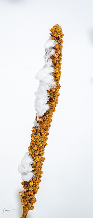 _Z8C6995_0031