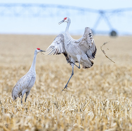 NebraskaCranes20240323_0409-Edit
