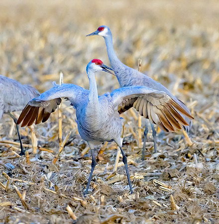 NebraskaCranes20240322_2290-Edit