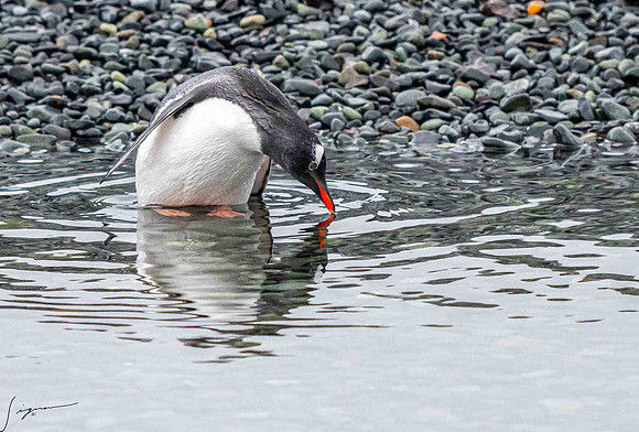 Gentoo Penguin YankeeHarbor20200304_0194
