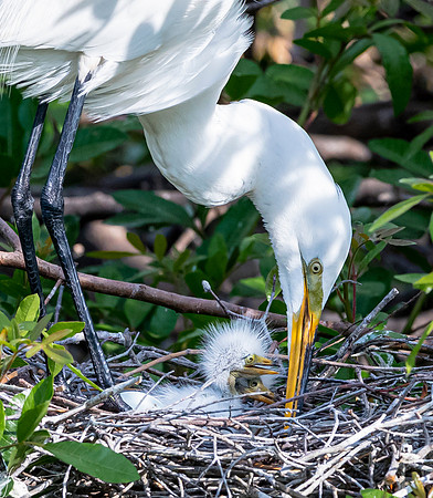 VeniceRookery20190401_0829