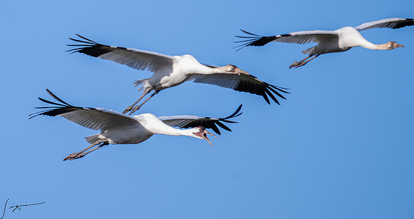Whooping Crane    _DSC0720-Edit