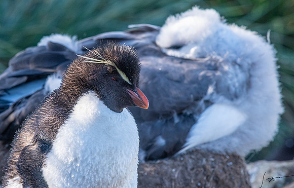 Rockhopper Penguin FalklandIslandsWestPointIsland20200316_0044
