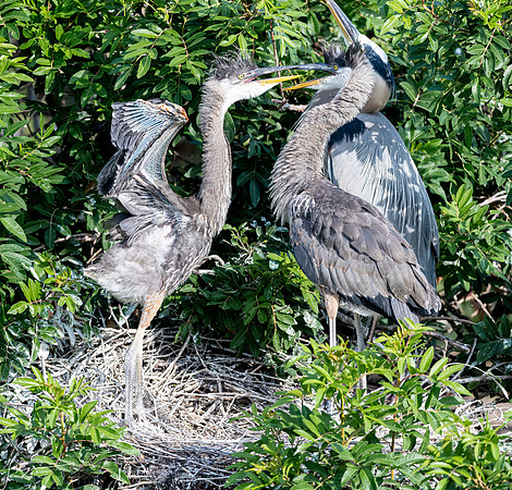 VeniceRookery20190401_0526